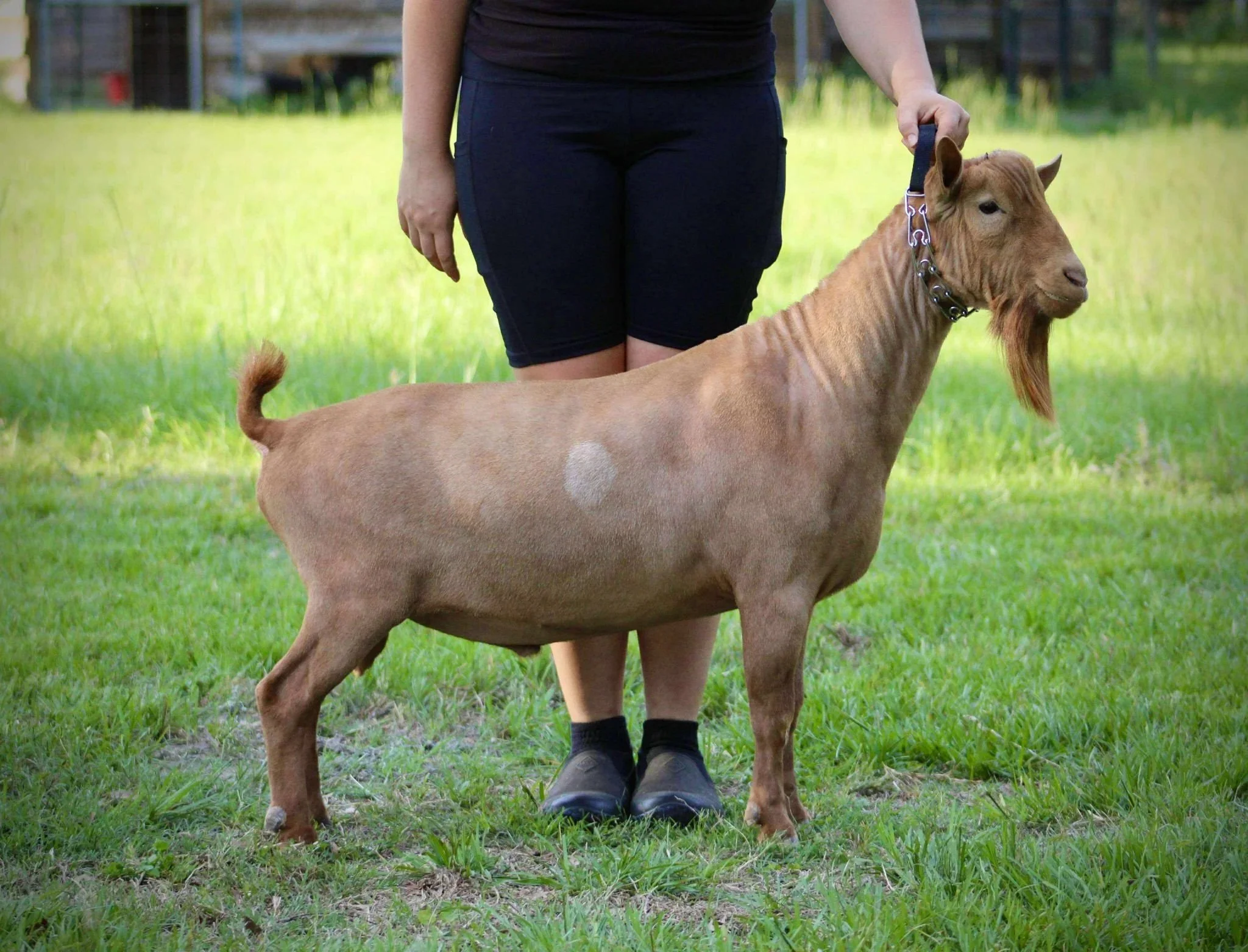 Sire Wolfivan Kava Kava Root *B PC: Drewem Nigerians