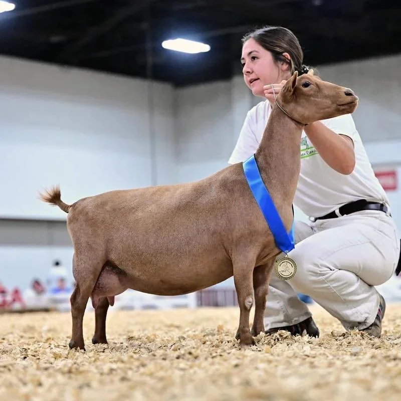 SD: Wolfivan CQ Ginger Root 3*M EEEE92 2024 ADGA National Champion & Best Udder. PC Wolfivan Ranch