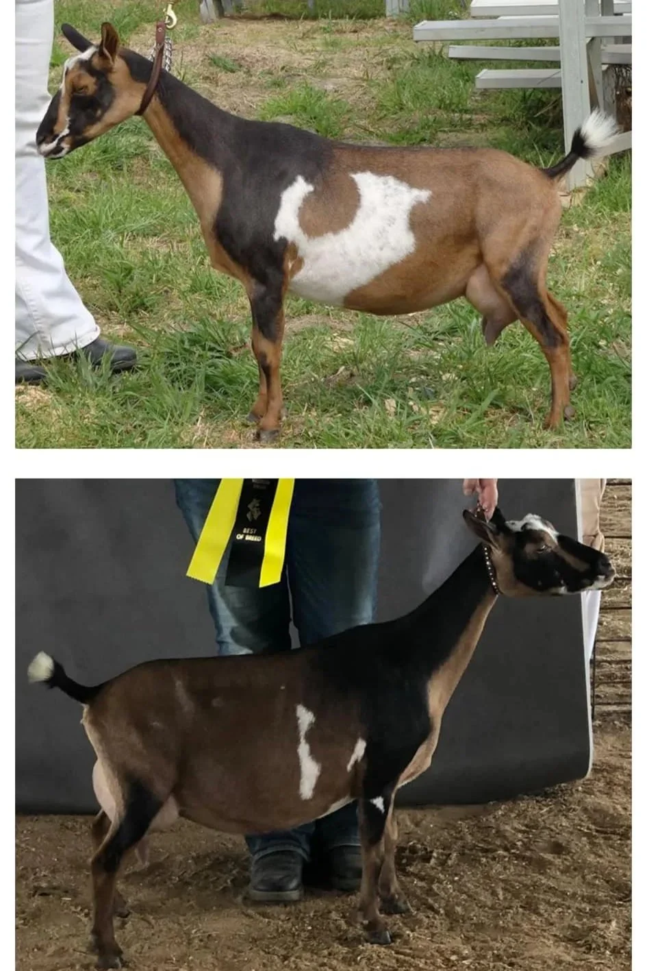 SD: GCH Tx Twincreeks Que Sera Sera 3*M VEEE91 PC: Creekwood Acres