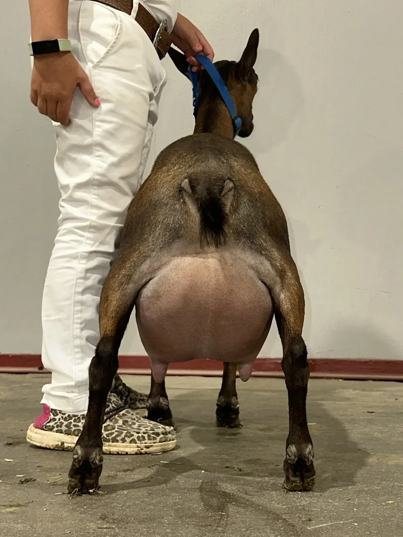 Dam: CH Creekwood Acres Ariel VEEE91 PC: Howling Goat Farms