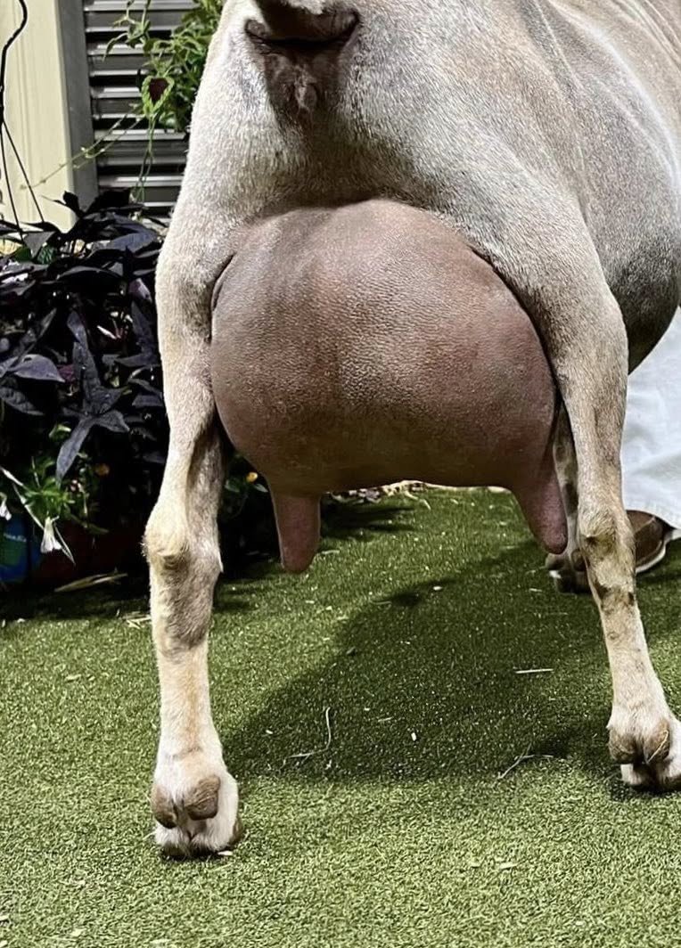 Dam: CH Little Tots Estate Juno VVEE90 PC: Moon Station