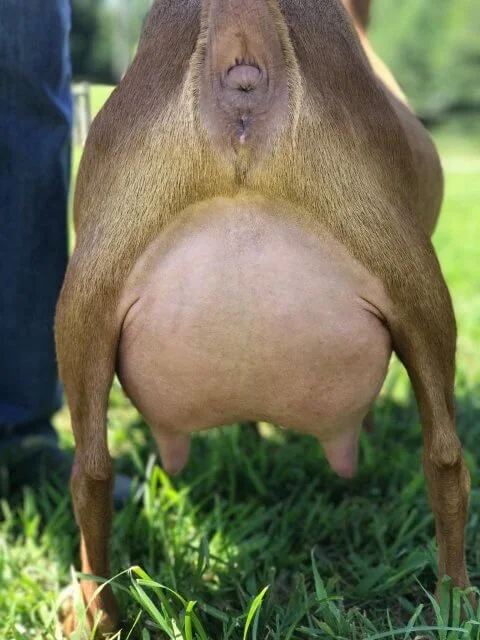 SD: Wood Bridge Farm Undermine PC: Agape's Prize 