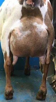 SSD: GCH Rosasharn CB Kir Royale 6*M PC: Rosasharn Farm