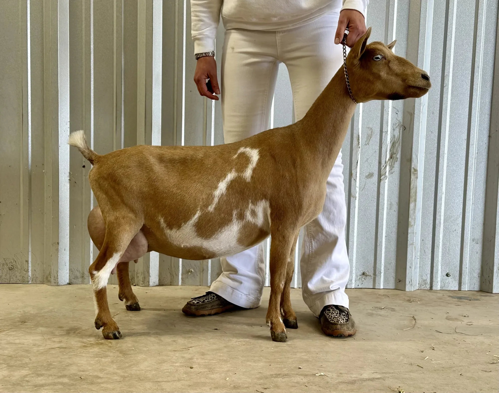 GCH Short On Heaven Jene Sais Quoi VEEE 90 PC: Howling Goat Farms