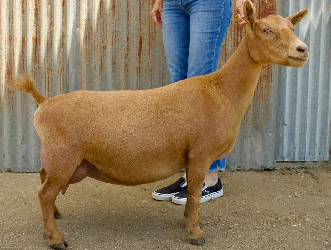 Sire's Sire's Dam: Wolfivan Nettle Root. 4th place yearling milker at the 2024 ADGA National Show. 5th place Intermediate kid at the 2023 ADGA National Show. Pc: Wolfivan Ranch