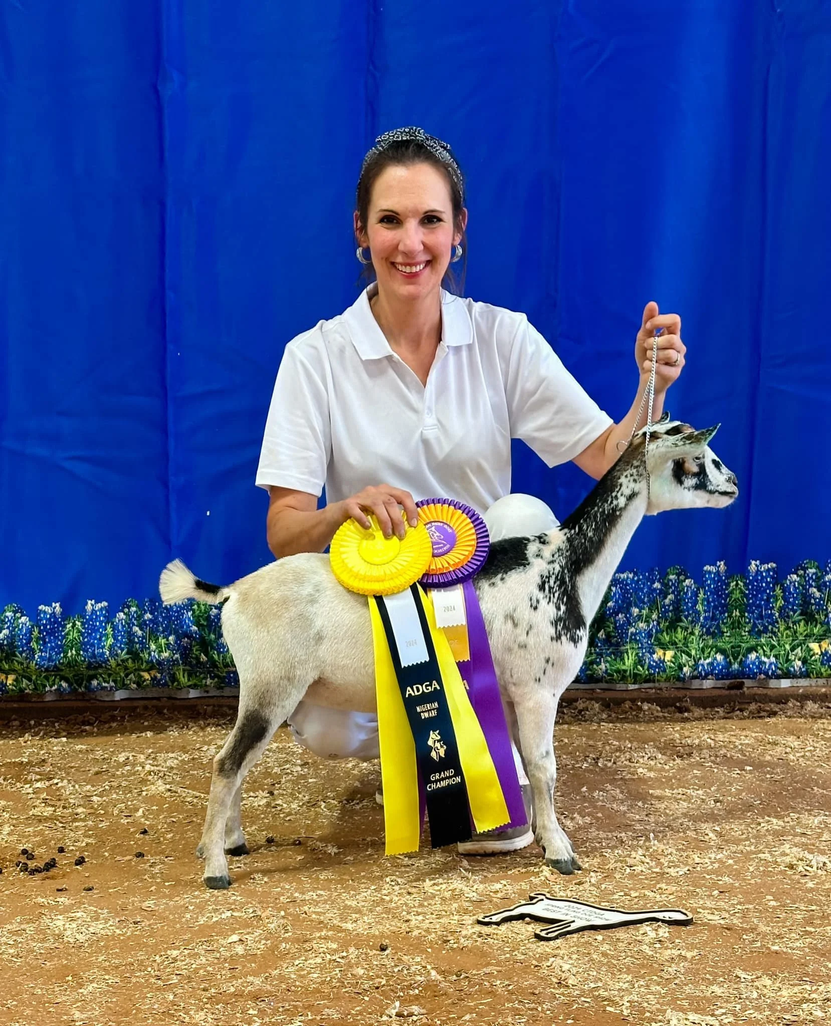 Daughter: Bodarka Lady May 
MerryTale SS Deal Me In *B x Bodarka Tiger Lily
PC: Loco Goat Farm