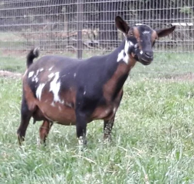 DD: Sinai Thunder Blessed Redeemer 2*M 2*D PC: Southern Grace