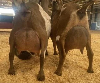 SSD: GCH Cade’s Lil Farm KMD Vanish 3*M EEEE 90 (Leroy’s dam), and GCH Cade’s Lil Farm AX Hocus Pocus 4*M VVVE 89 (Leroy’s full genetic sister). PC: Cades's Lil Farm