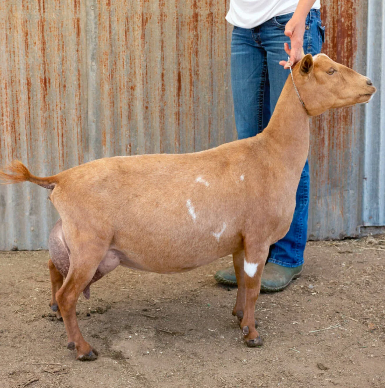 Sire's Dam: Hidden Hills Natural Mystic 7*M EEE92 PC: Wolfivan Ranch