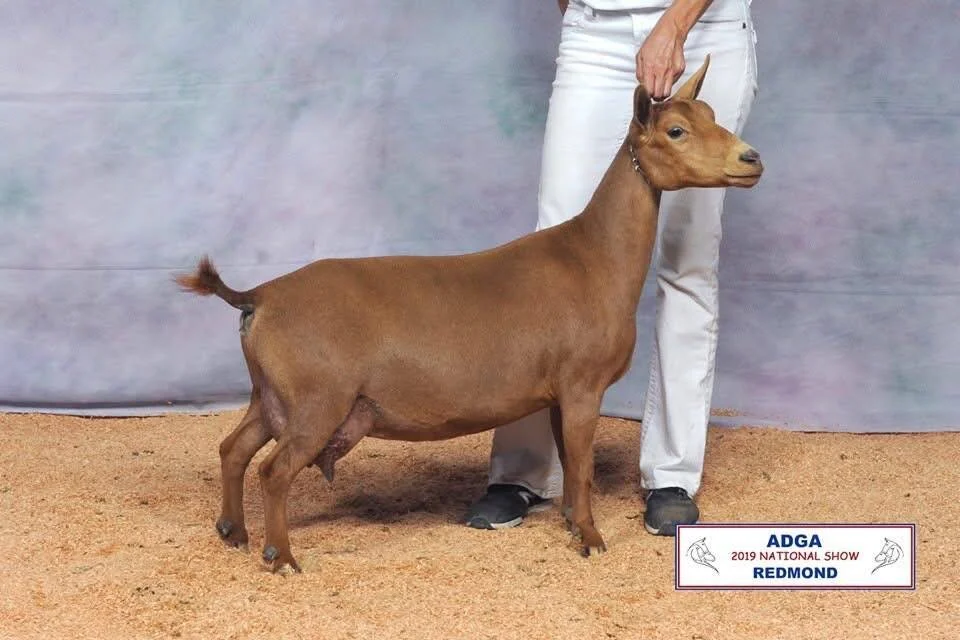 SD: SGCH Joyful Hearts KR Phoebe 2*M 4*D VEEE 91 PC: Wolfivan Ranch