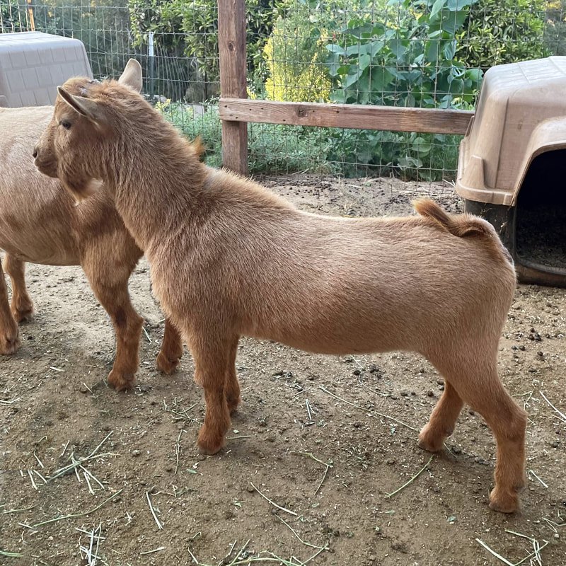 Sire's Sire: Wolfivan Yohimbe Root PC: Wolfivan Ranch