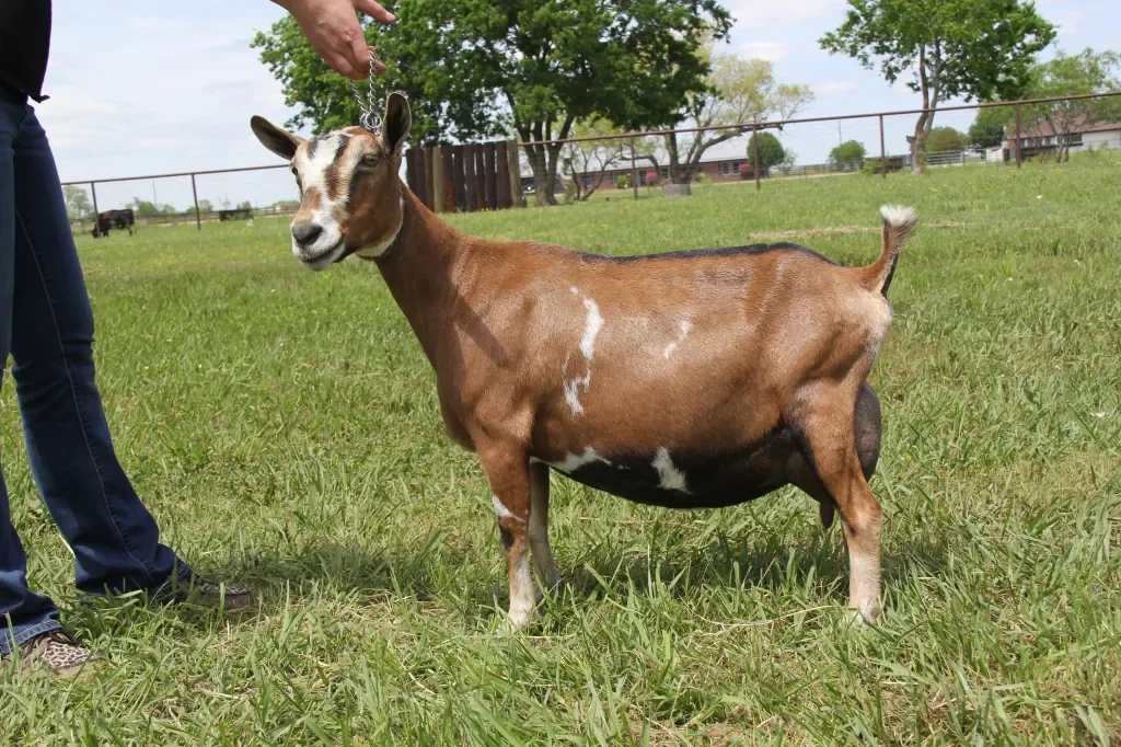 DD: SGCH Old Mountain Farm SleepNBeauty 3*M VEEE91 PC: Howling Goat Farms