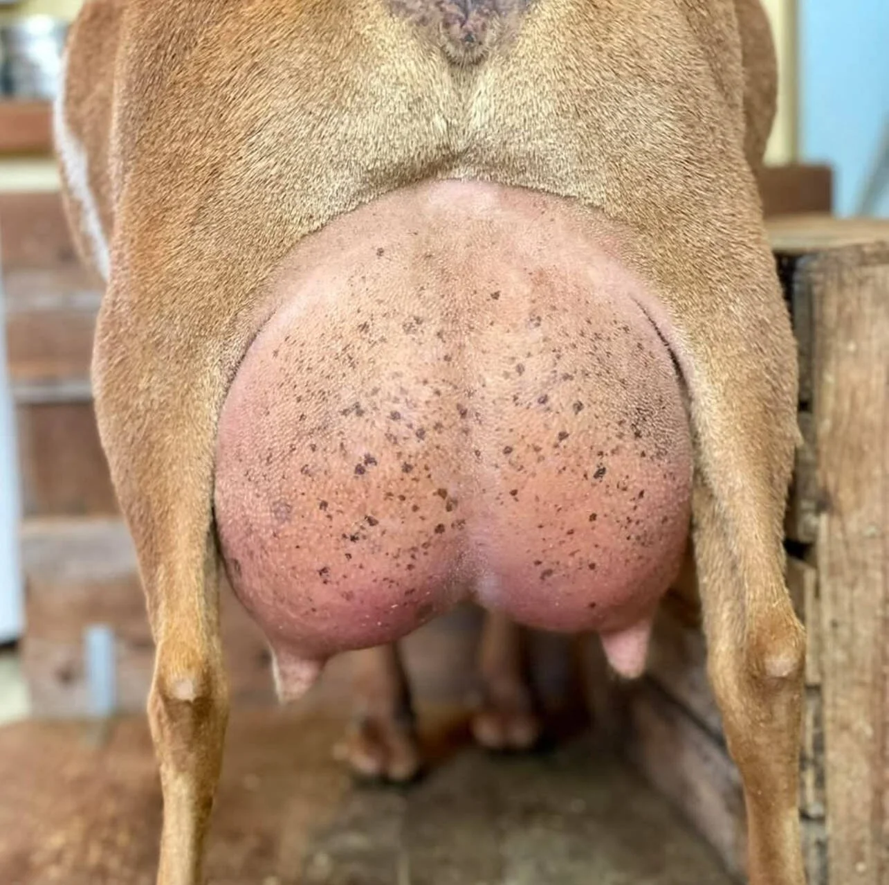 Sire's Littermate Sister-Wolfivan Natty Dread PC: Wolfivan Ranch