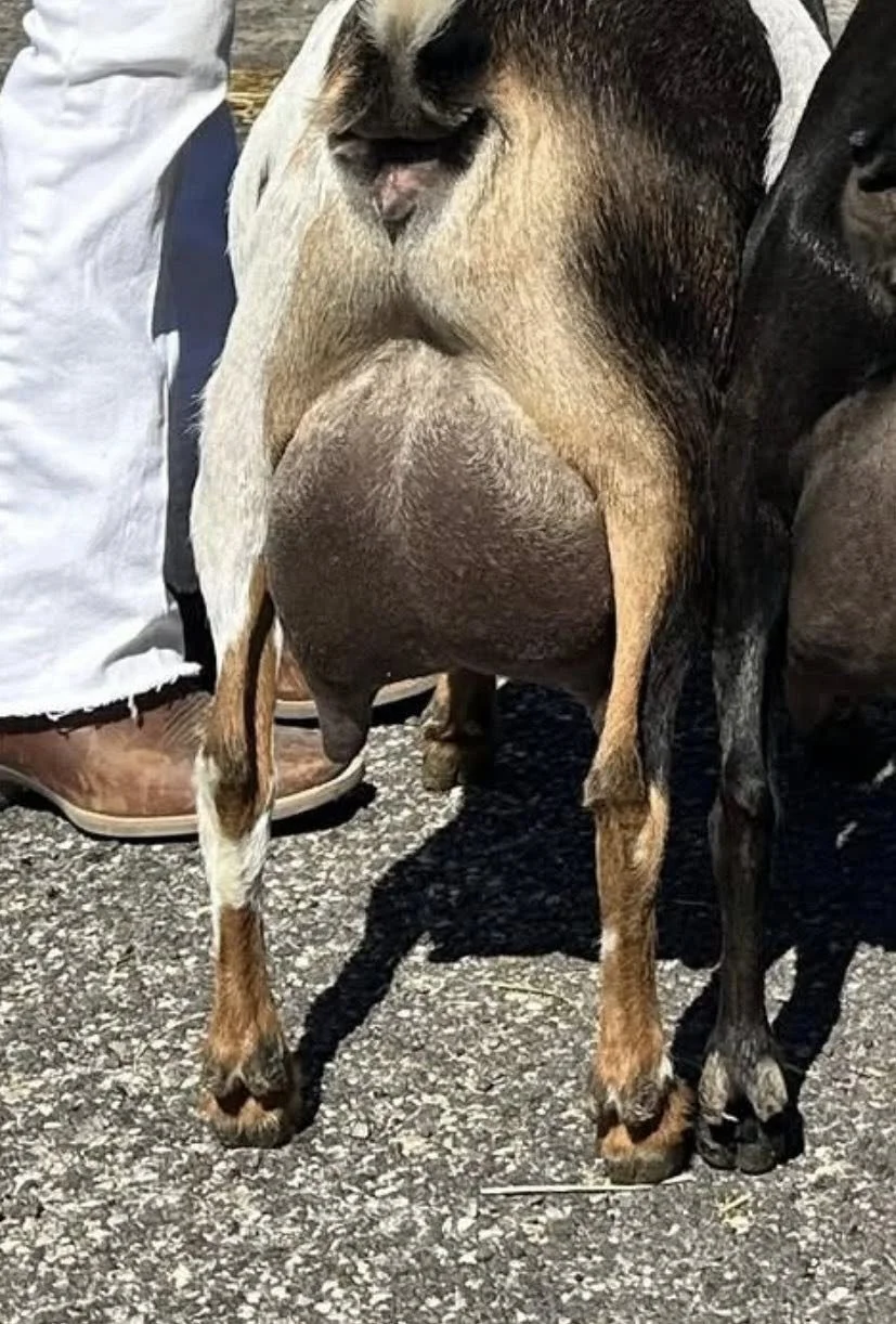 Dam: ELITE SG Hidden Palms 2Z Adella 2*M PC: Moon Station