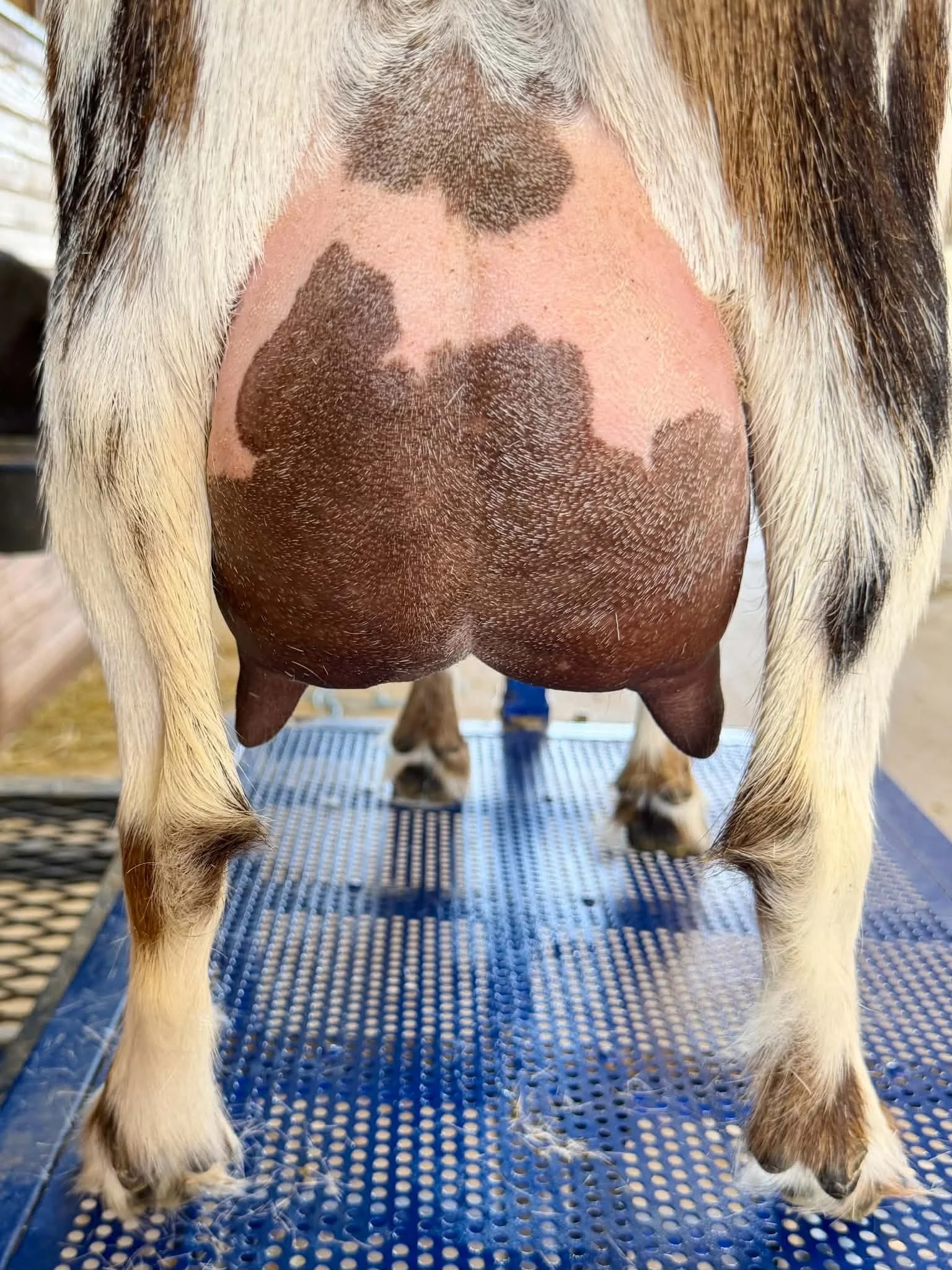 Dam: Southern Grace Cowgirl Thunder FF 