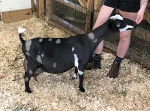 DD: SG Sinai Thunder O Tizrah 2*M 2*DAR PC: Sinai Thunder.