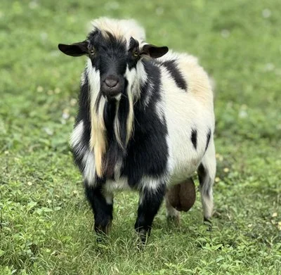 Sire: Southern Grace Vaquero *B PC: Little Tots Estate