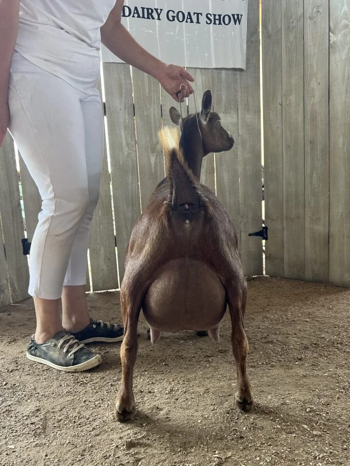 Dam: SGCH BRK Dairy Farms Alice *M VEEE 90 PC: MerryTale Farm