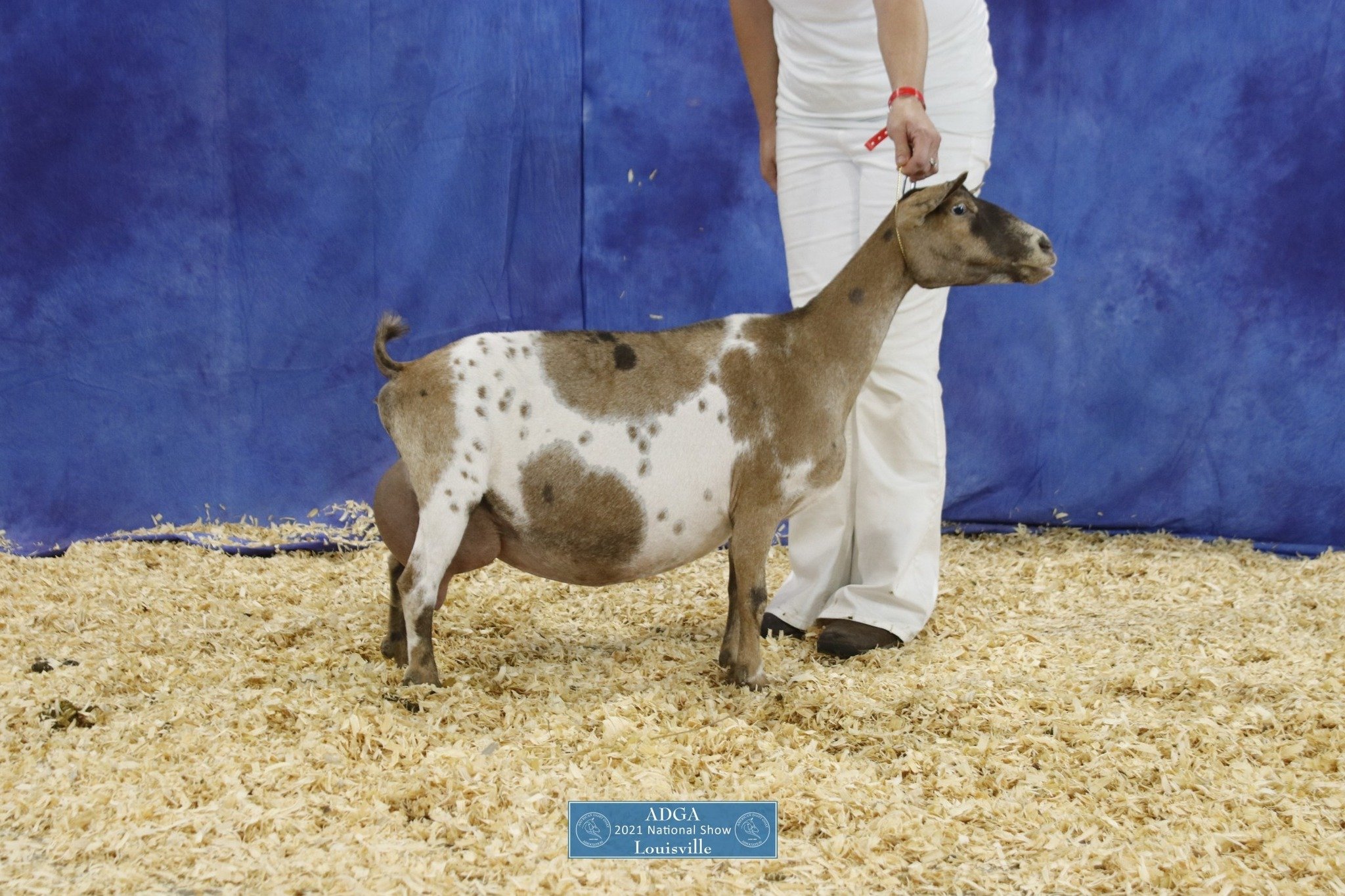 Dam's Paternal Sister CH Little Tots Estate Saturn EEEE 92 PC: Moon Station