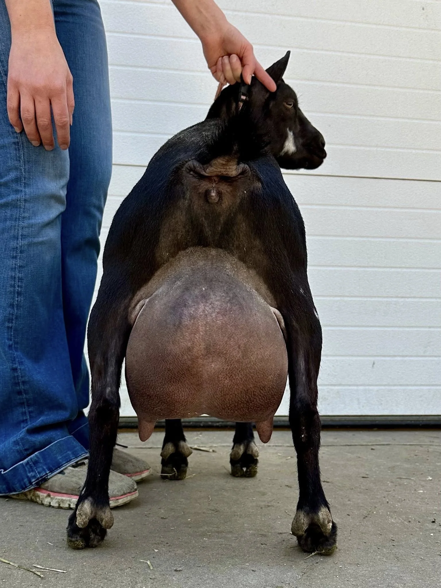 Dam: GCH The CO London 2*M VEEE 91 PC: Howling Goat Farms