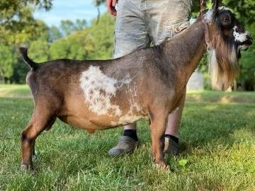 DS: CH Old Mountain Farm StagSurpise PC: Cade's Lil Farm