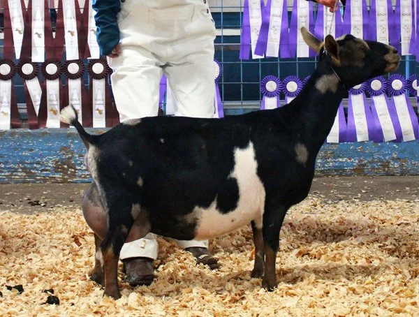 SDD: Little Tots Estate PumkinSpice 1*M VEE90 PC: Southern Grace