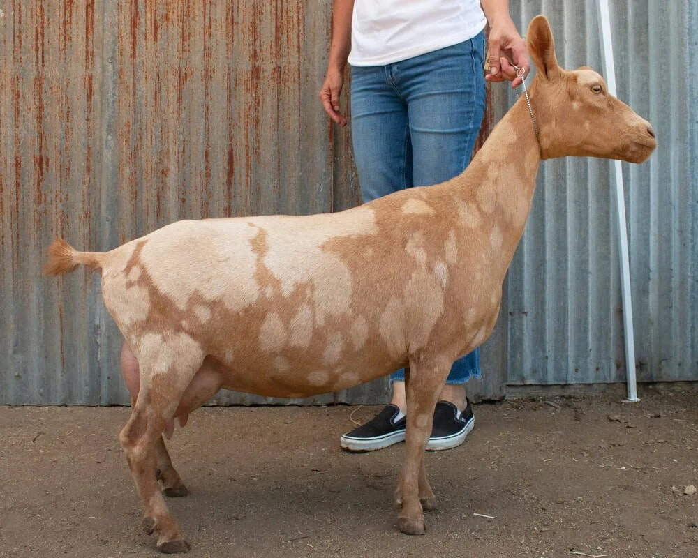 Wolfivan Bluegrass Boogie VVGV 88 (FF) 7th place 2yr old ADGA Nationals 2025-Maternal Sister PC: Wolfivan Ranch