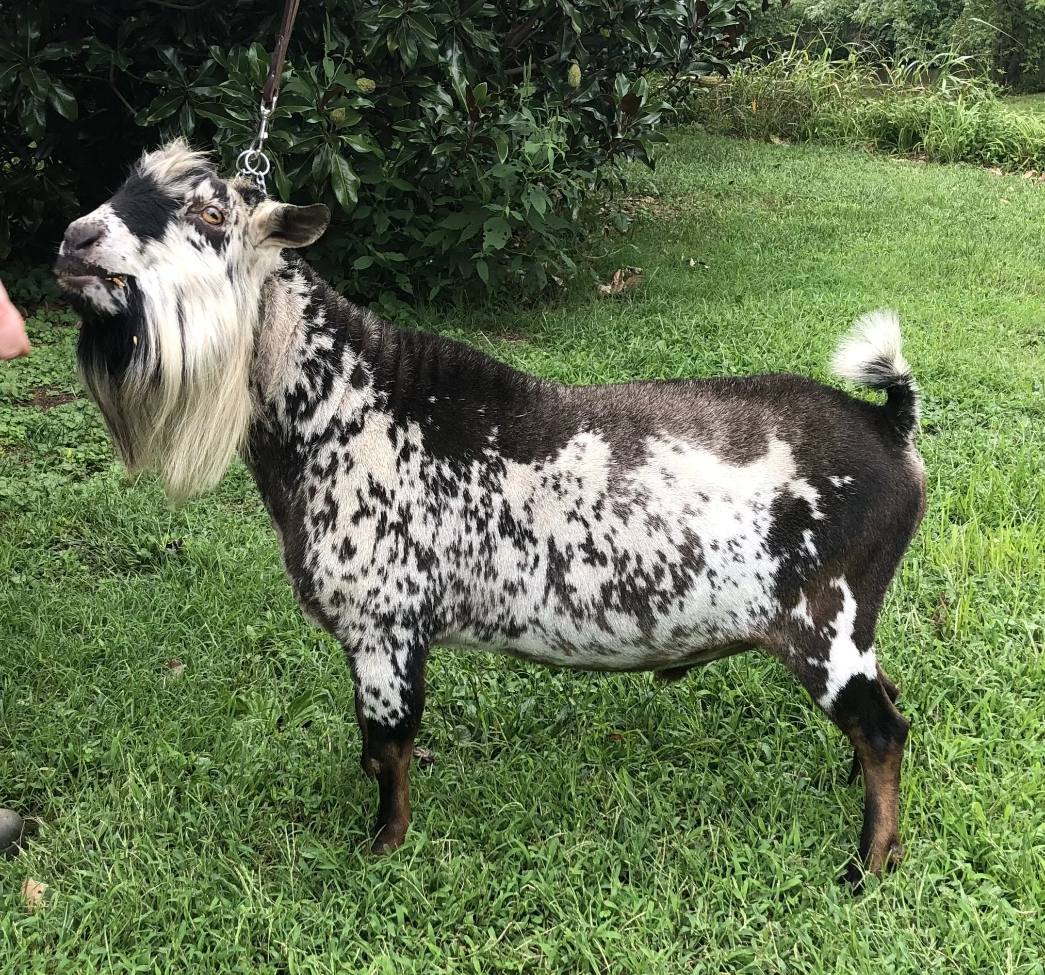 DS: Sinai Thunder Mac’s Virtuoso *B *S VEE89 PC: Sinai Thunder