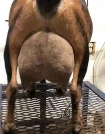 SSD: SGCH Cade's Lil Farm BD Revlon 1*M EEEE91 PC: Cade's Lil Farm