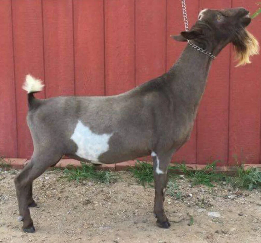Dam's Sire Hidden Hills Dirty Deeds DDC *B PC: Hidden Hills Nigerians