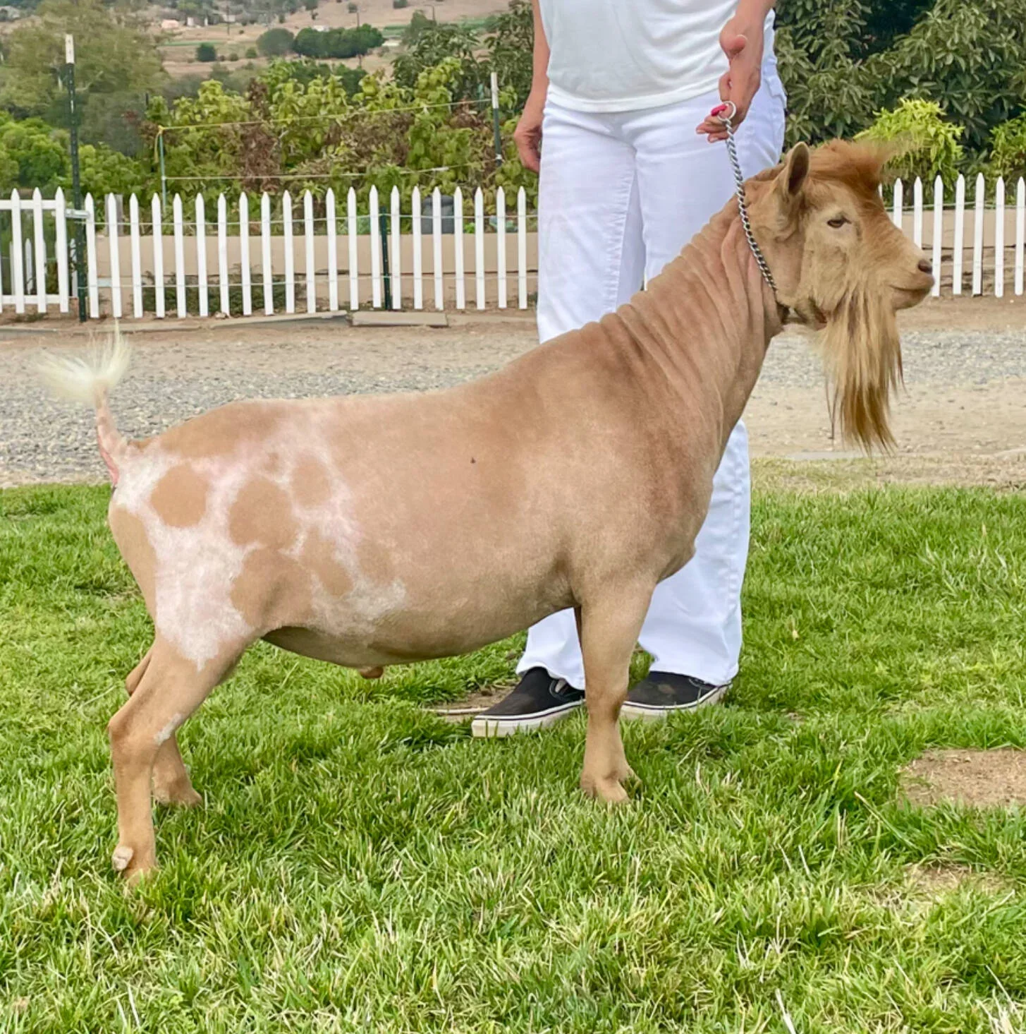SS: Wolfivan Tahitian Monoi *B PC: Wolfivan Ranch