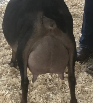 Dam: Southern Grace G My Redeemer 3*M PC: Southern Grace