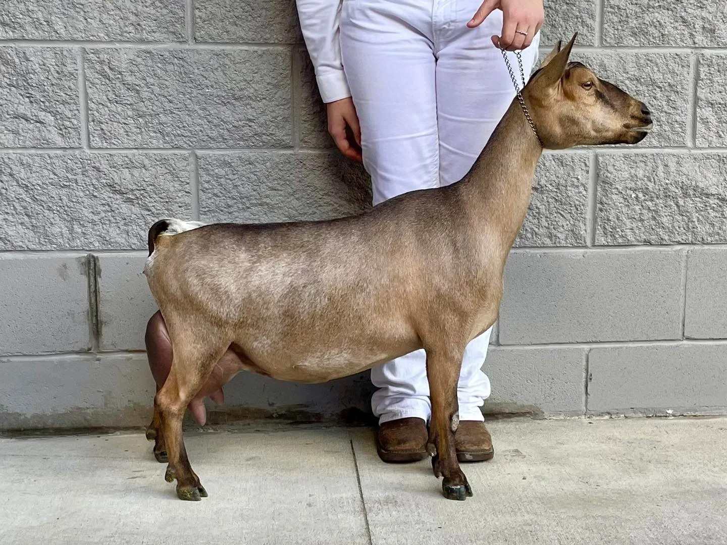 SD: Dam: GCH Winning Streak Hop Scotch *M VEVE 91 PC: Winning Streak