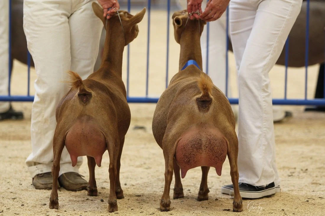 Sire's Litter mate (Wolfivan Clover Root) and Sire's Maternal Sister (GCH Wolfivan Valerian Root VEEE91) 1st. place produce of dam (Wolfivan CQ Ginger Root 3*M EEEE92) at 2025 ADGA Nationals. PC: Wolfivan Ranch  
