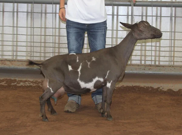 DSD: Buffalo Clover VAL Dauphene 2*M VEEE90 PC: Southern Grace