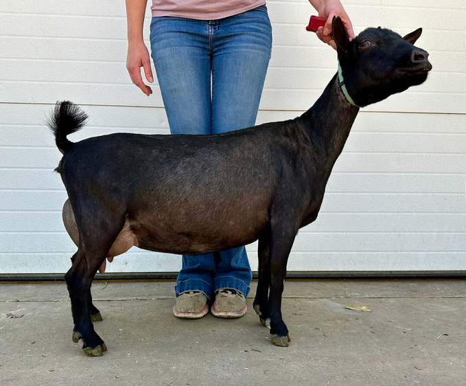 Dam: CH Agape's Prize American Doll VEEE92 PC: Howling Goat Farms