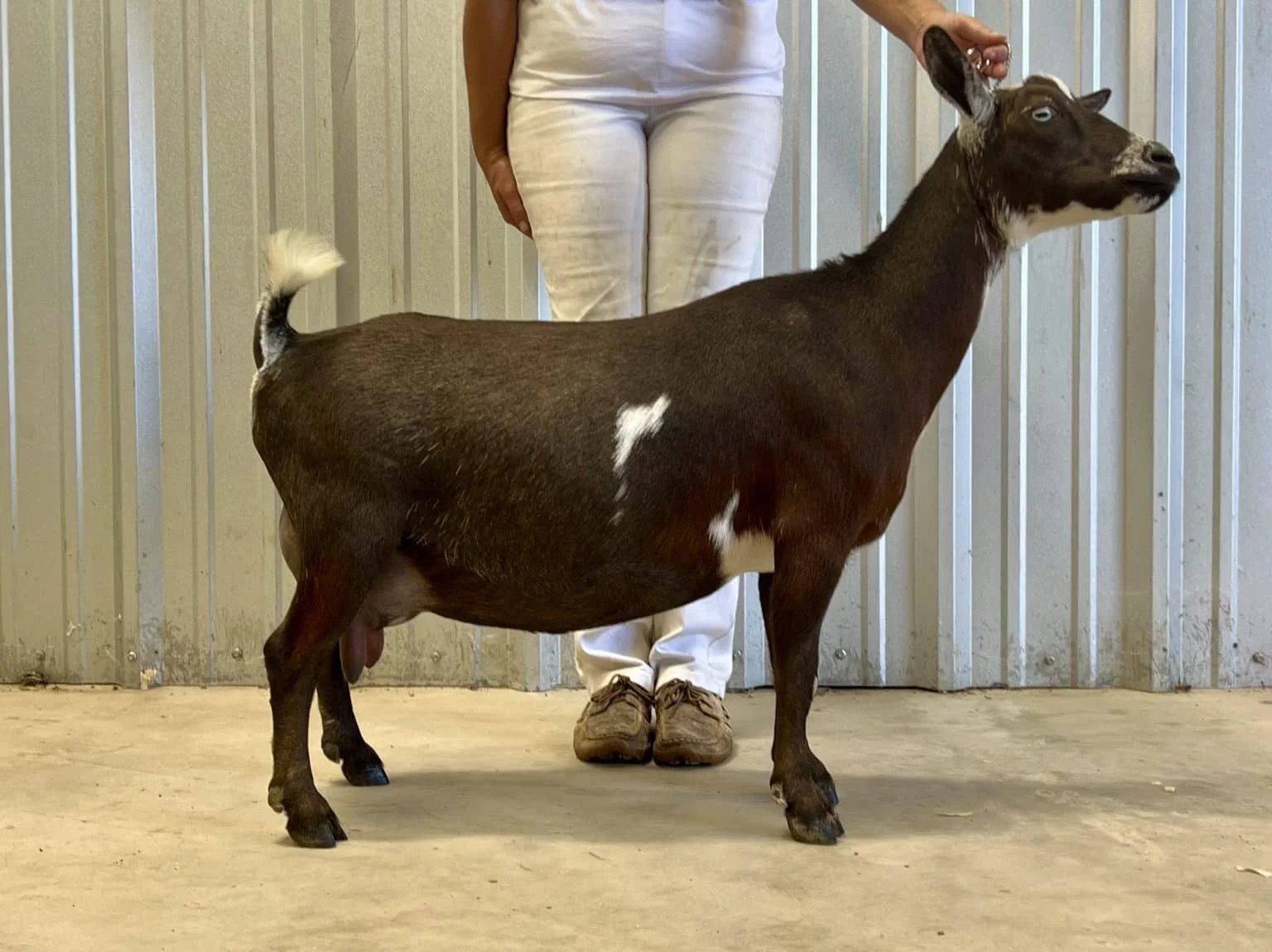 Littermate Sister: GCH MerryTale SS Queen of Hearts 2*M GVEV 85. 1x Best Sr Doe in Show, 3x Grand Champion, 1x Reserve Grand Champion. PC: MerryTale Farm