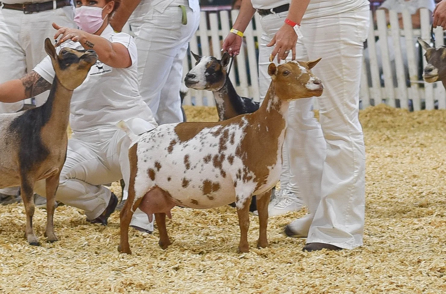 SD: CH Wood Bridge Farm Sally VEEE 90 PC: Moon Station