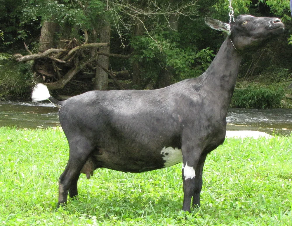 DSD: SG Little Tots Estate ST Tiqvah 2*M *D AR VEEE91 PC: Sinai Thunder