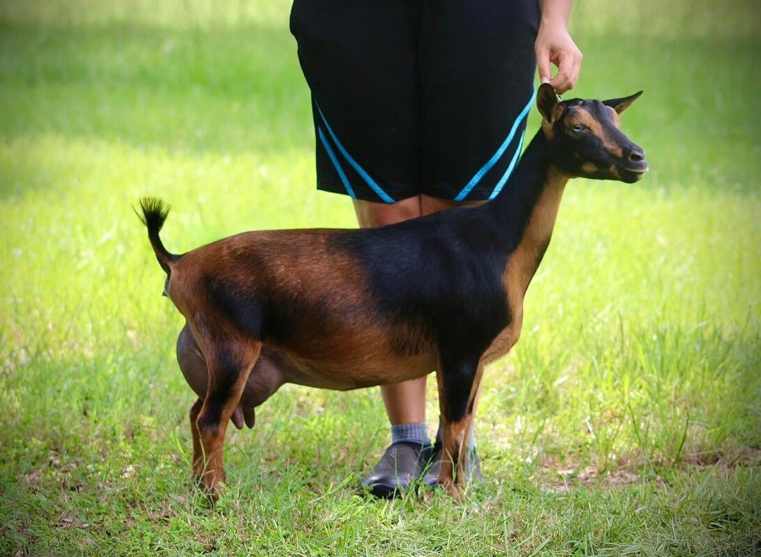 SD: Bridge Acres ARC Georgia Peach 2*M PC: Drewem Nigerians