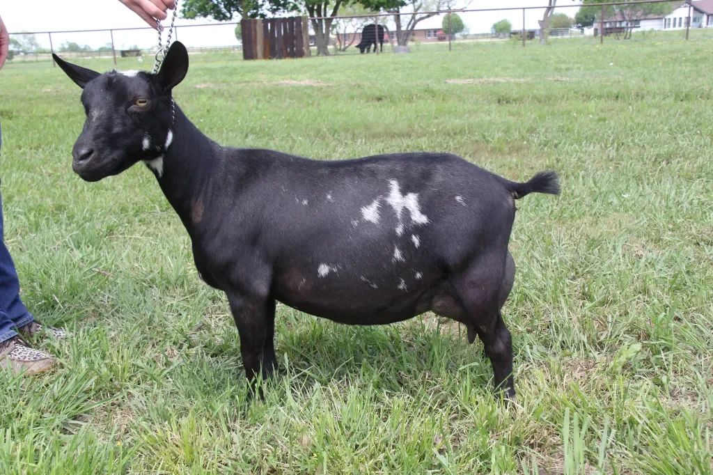 Dam: GCH The CO London 2*M VEEE 91 PC: Howling Goat Farms