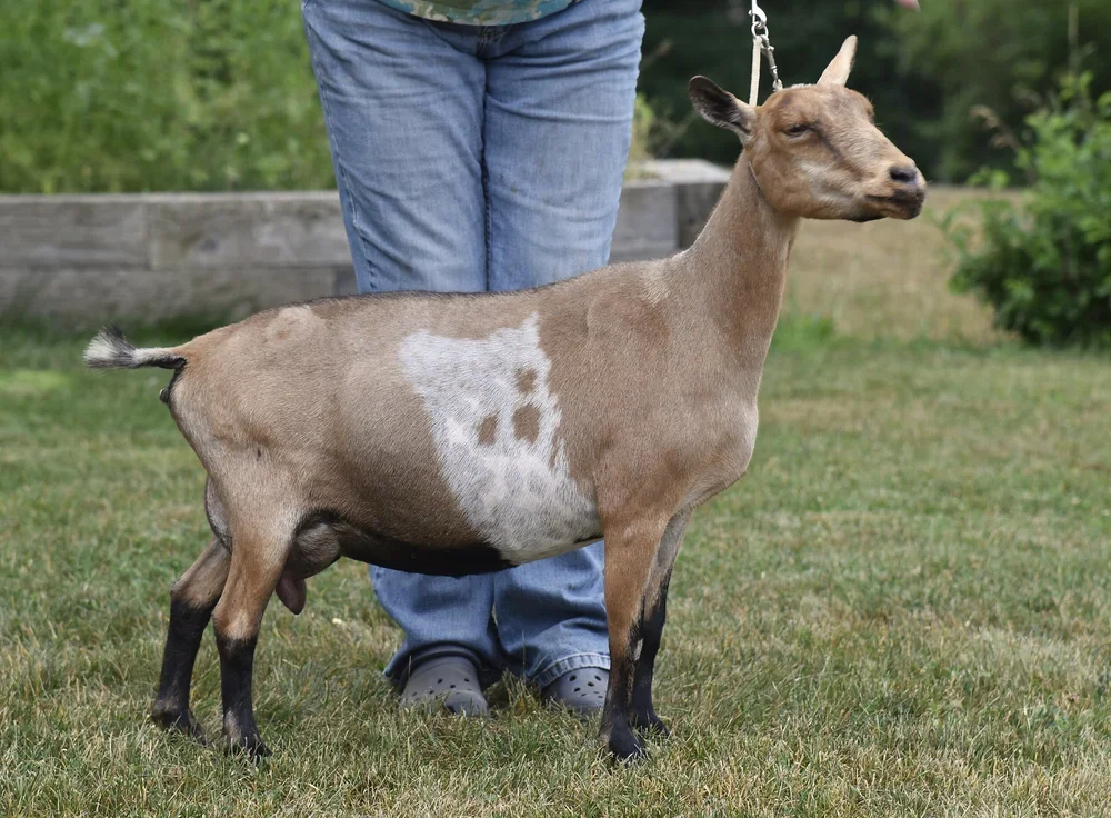 DSDD: ST Old Mountain Farm Anahita 2*M VEEE 91 PC: Old Mountain Farm