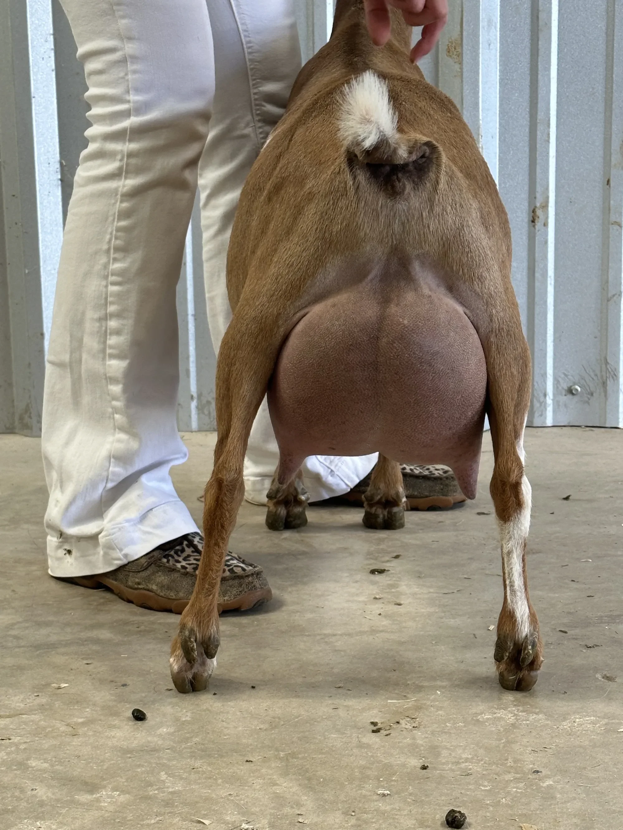 SD: GCH Short On Heaven Jene Sais Quoi VEEE90 PC: Howling Goat Farms