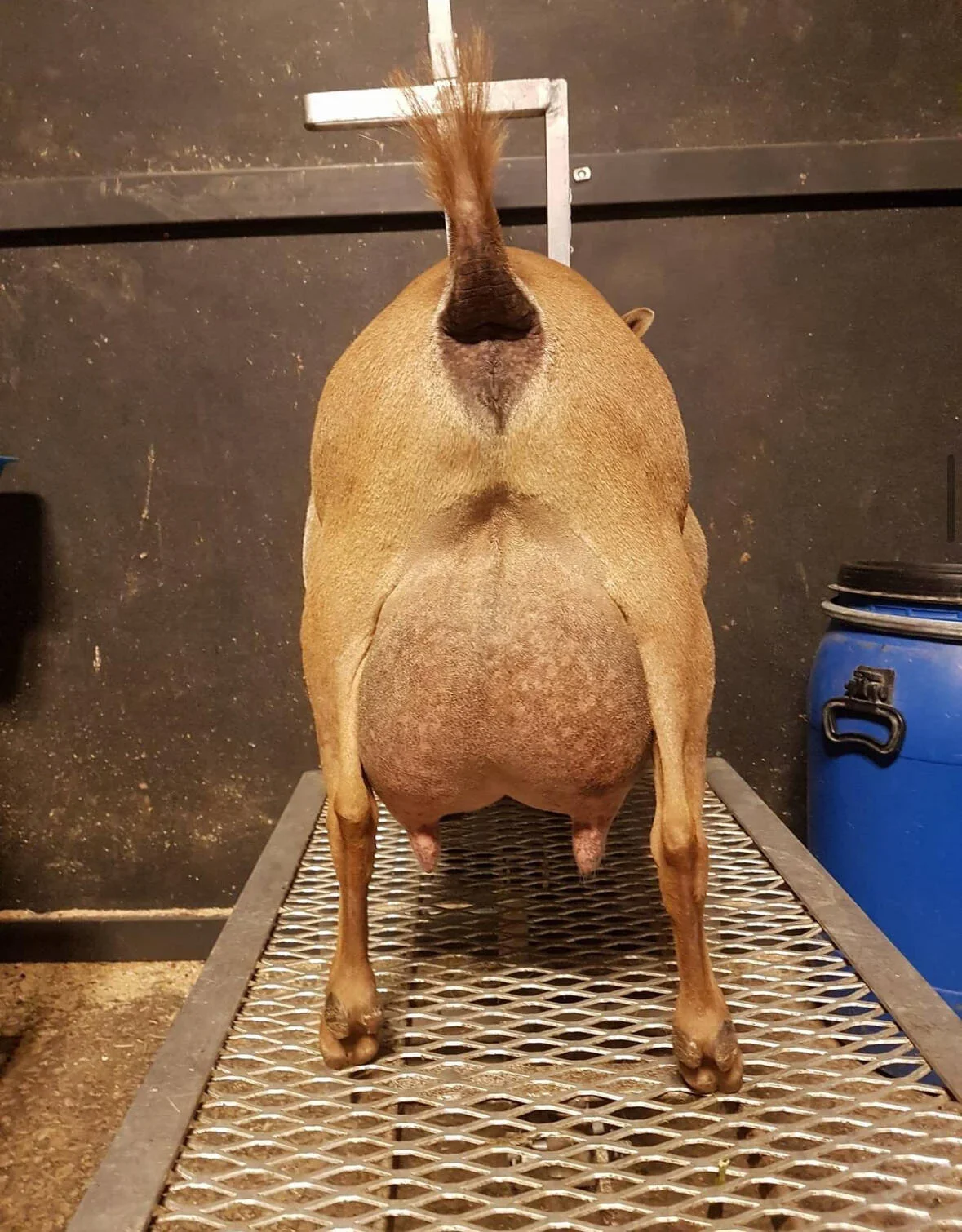 DSD: SGCH Simple Pleasures CF Dottytude 2*M EEEV90 PC: HH Farm & Ranch