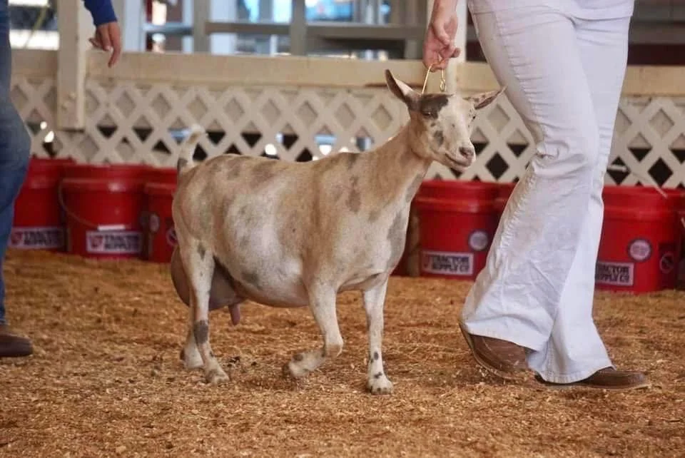 Dam: CH Little Tots Estate Juno VVEE90 PC: Moon Station