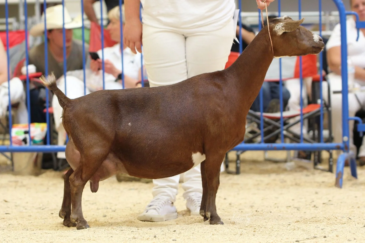 Dam: SGCH BRK Dairy Farms Alice *M VEEE 90 as a 7 year old 7th freshener at the 2025 ADGA National Show where she was 1st place youth and 11th place aged doe PC: MerryTale Farm