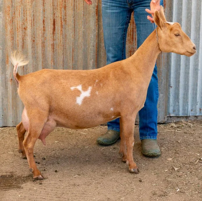Sire's Littermate Sister-Wolfivan Natty Dread PC: Wolfivan Ranch