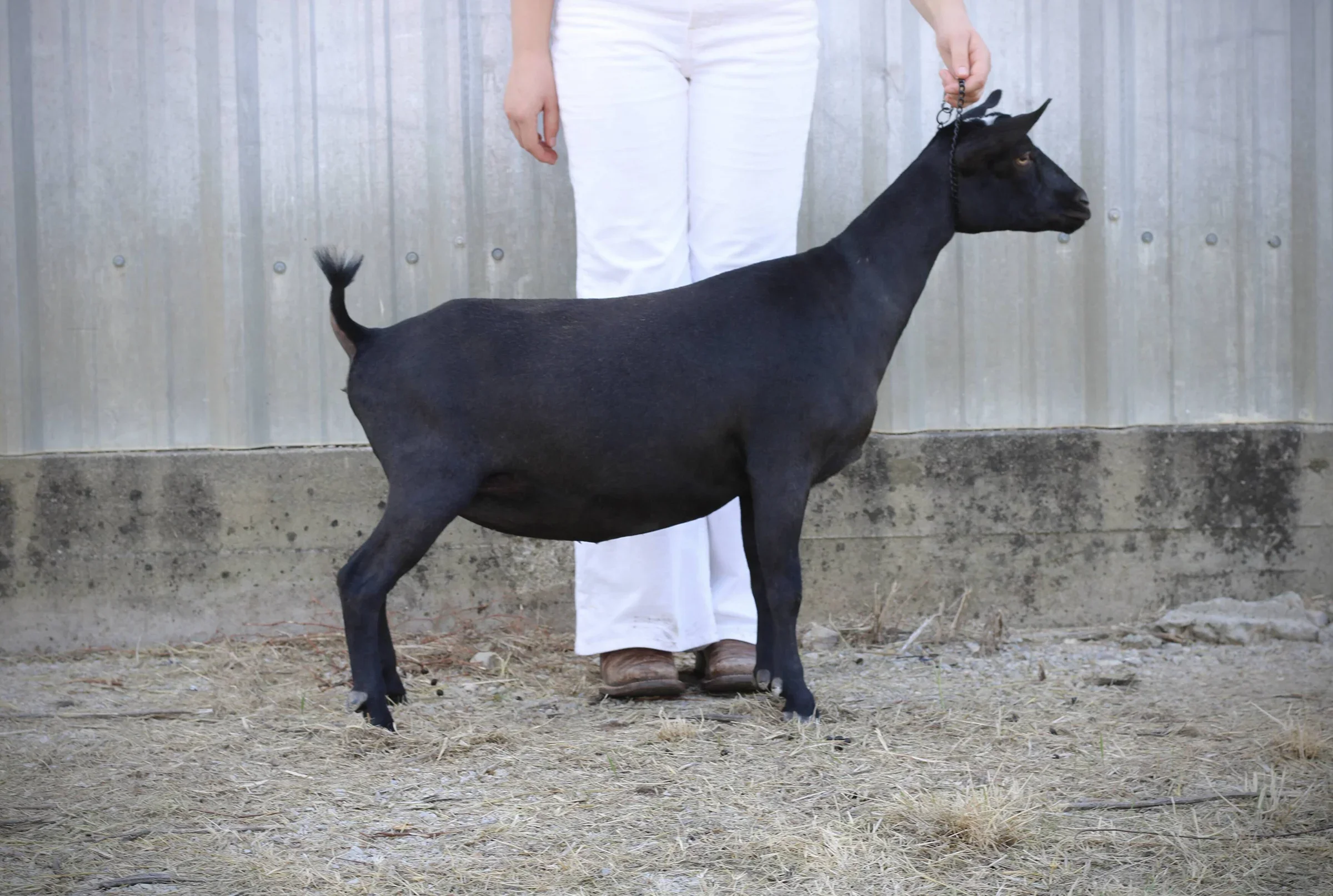 HH Ranch CC Sweetheart (1x GCH, 1x RGCH) PC: HH Farm & Ranch