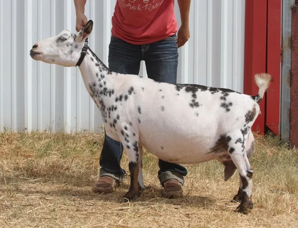 SD: GCH Southlake Katrina 1*M VEEE 91 PC: Southern Grace 