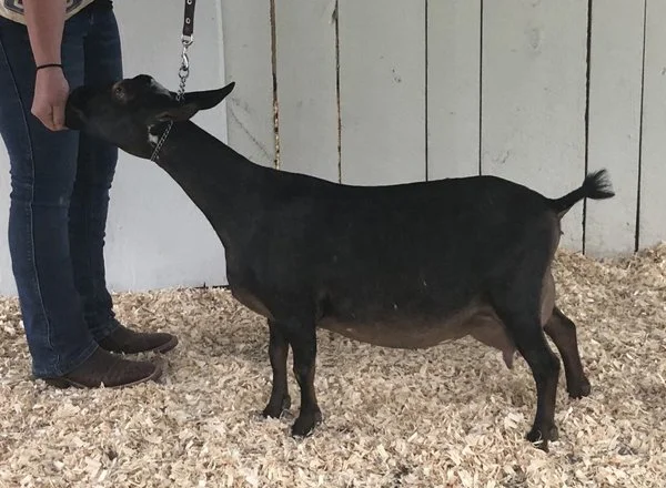 Dam: Southern Grace G My Redeemer 3*M PC: Southern Grace